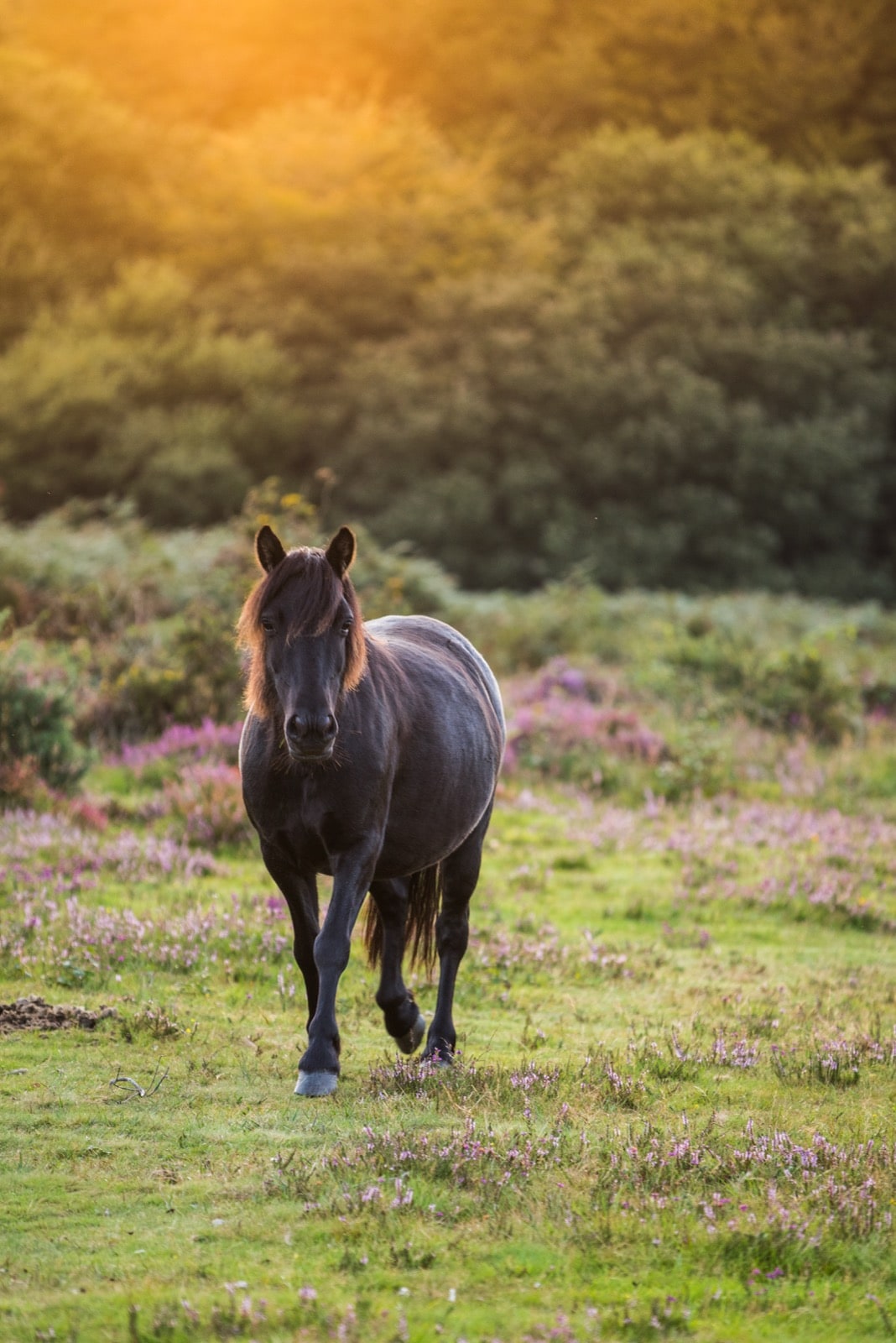 Home Care in the New Forest Home Care in the New Forest